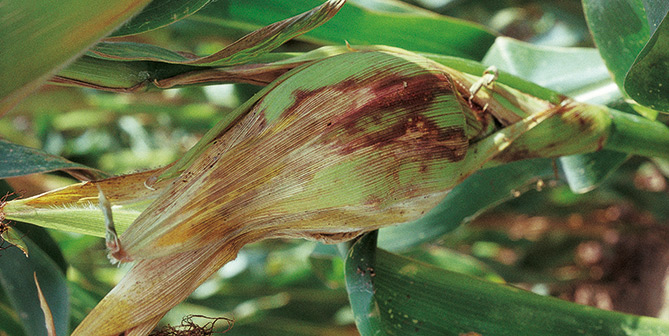 Pilzkrankheiten Im Mais Bayer CropScience Deutschland GmbH pilzkrankheiten-im-mais-bayer-cropscience-deutschland-gmbh